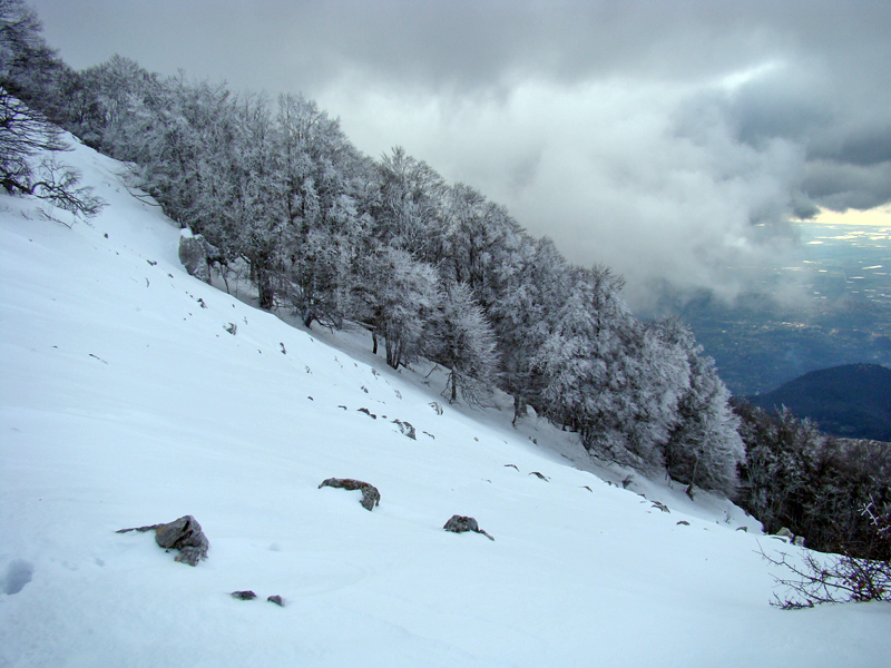 Alberi d''inverno... un invito